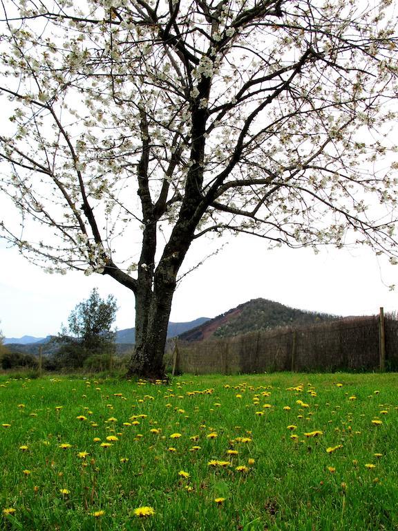 Can Janot Villa Olot Kamer foto